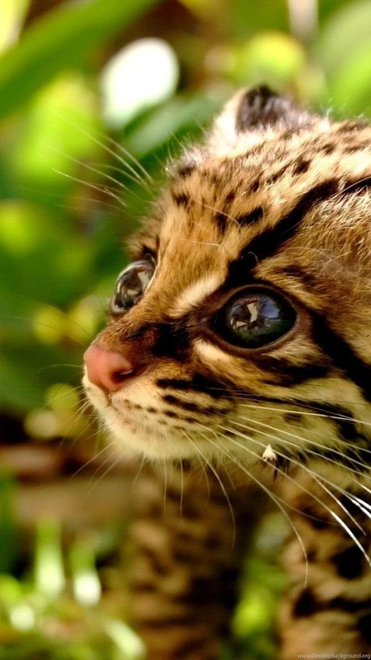 Download Wallpapers 750x1334 Baby, Cub, Kitten, Cheetah iPhone 6 HD ...