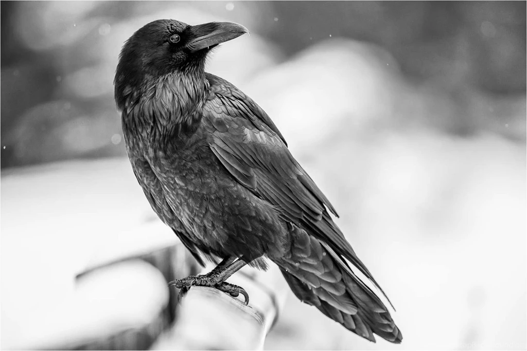 Raven Wallpapers HD Backgrounds Download Desktop • IPhones Wallpapers