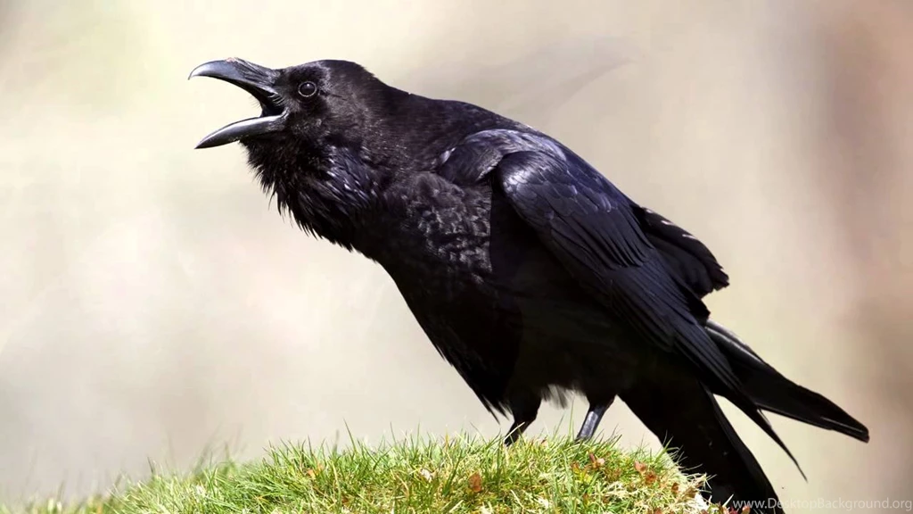 Raven Wallpapers