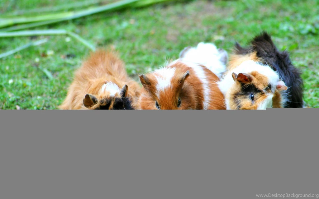 Guinea Pigs Wallpaper,guinea Pigs Wallpapers HD Wallpaper,food ...