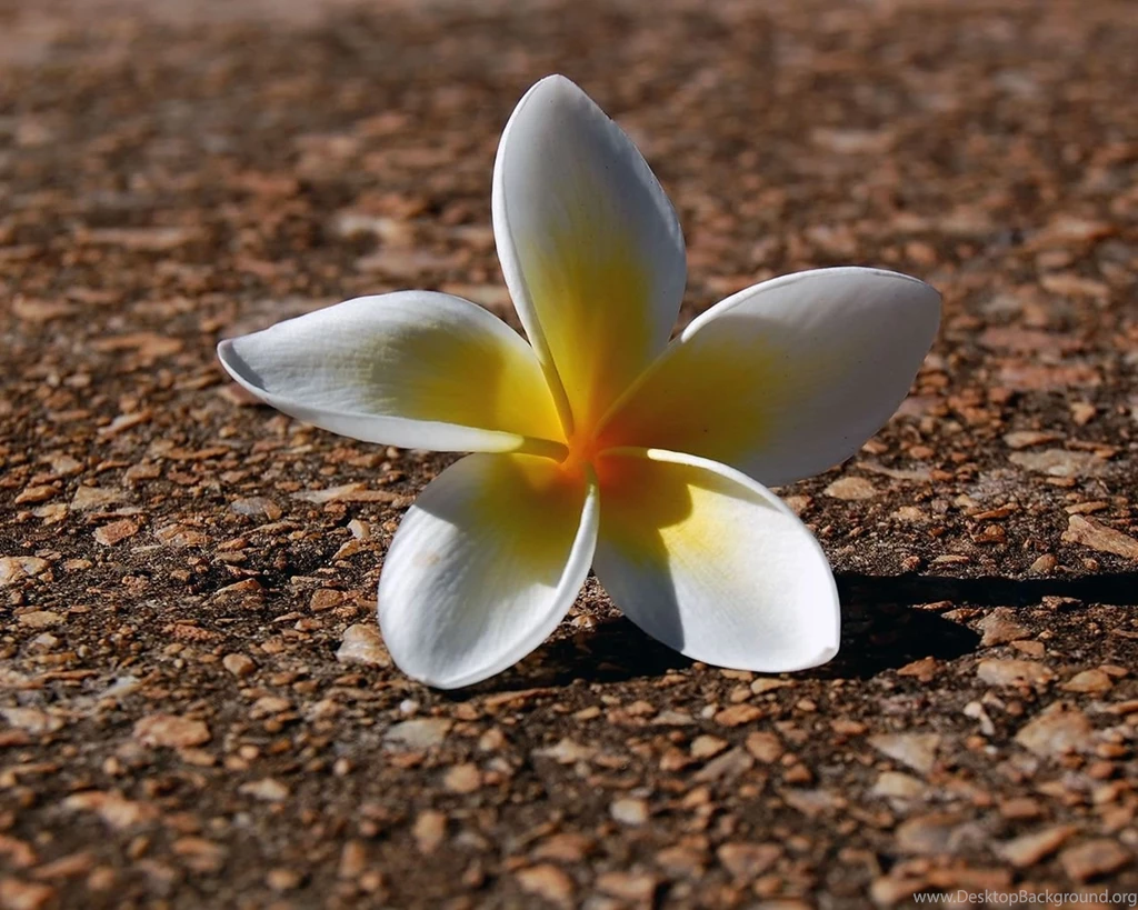 Mobile wallpapers 1080p 2.jpg