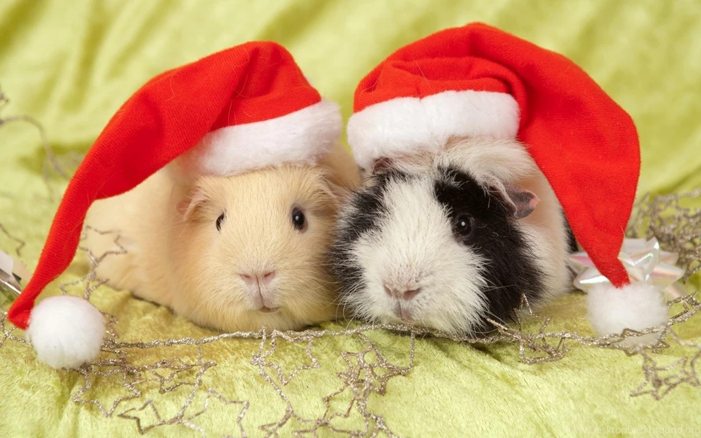 Guinea Pigs >> HD Wallpaper, Get It Now!