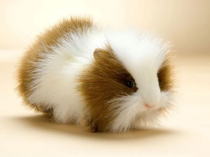 Cute Fluffy Guinea Pigs   Wallpaper.