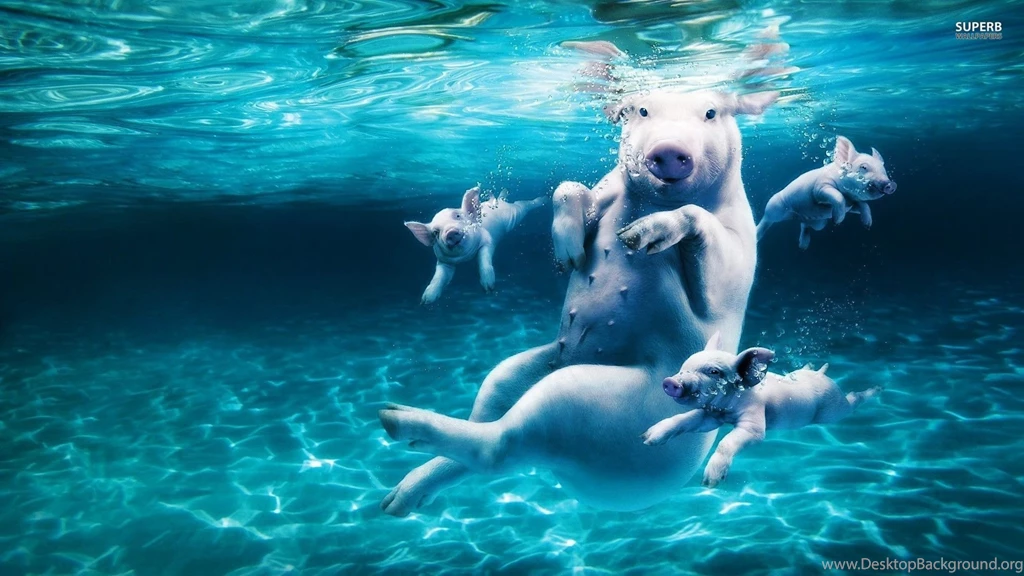 Swimming Pigs Wallpapers Funny Wallpapers