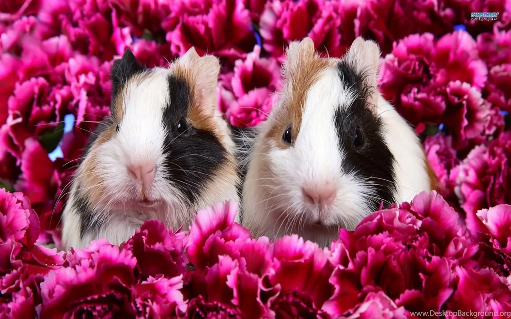 Guinea Pigs Wallpapers Animal Wallpapers