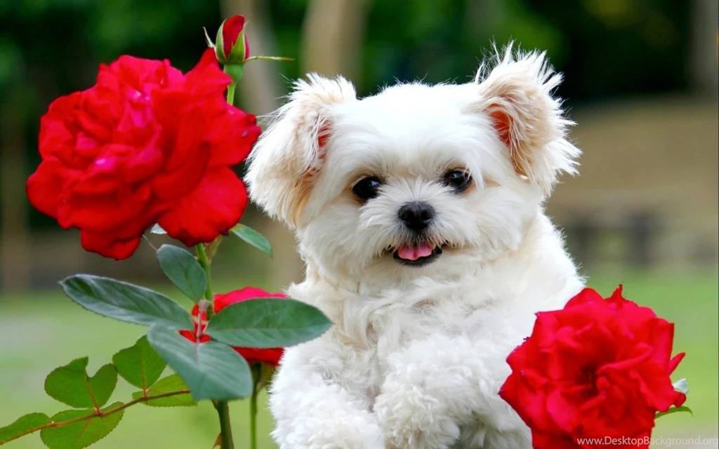 Cute Puppy