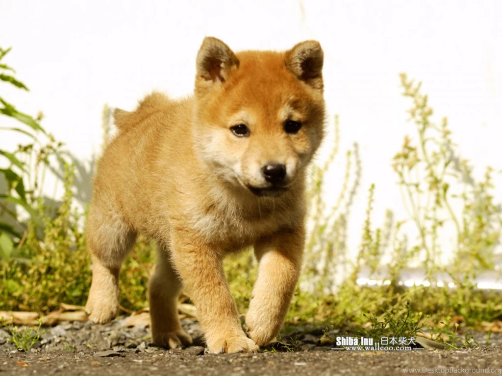 Free Download Shiba Inu Puppies Wallpapers HD