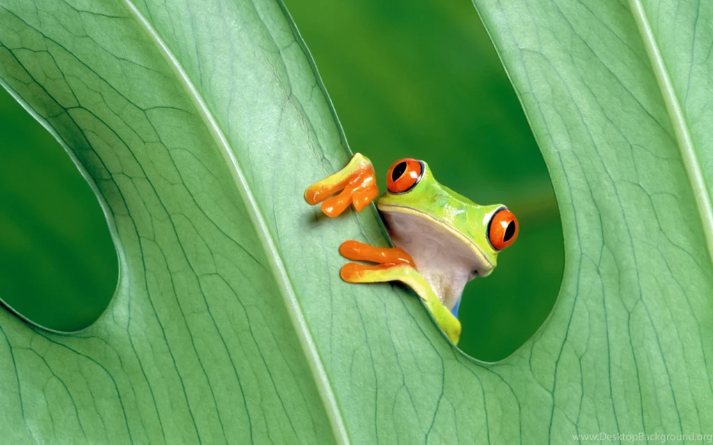 Cute Little Frog Wallpapers