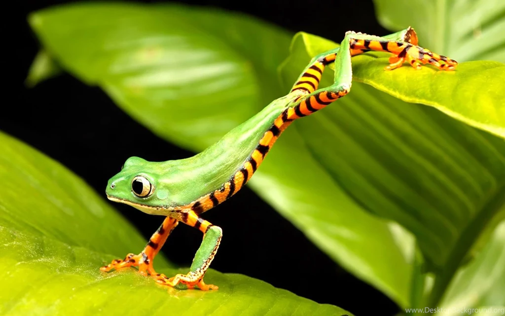 Green Frog HD Wallpaper.jpg