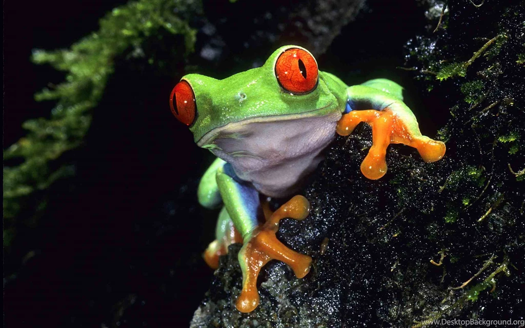 Frog Wallpapers Widescreen