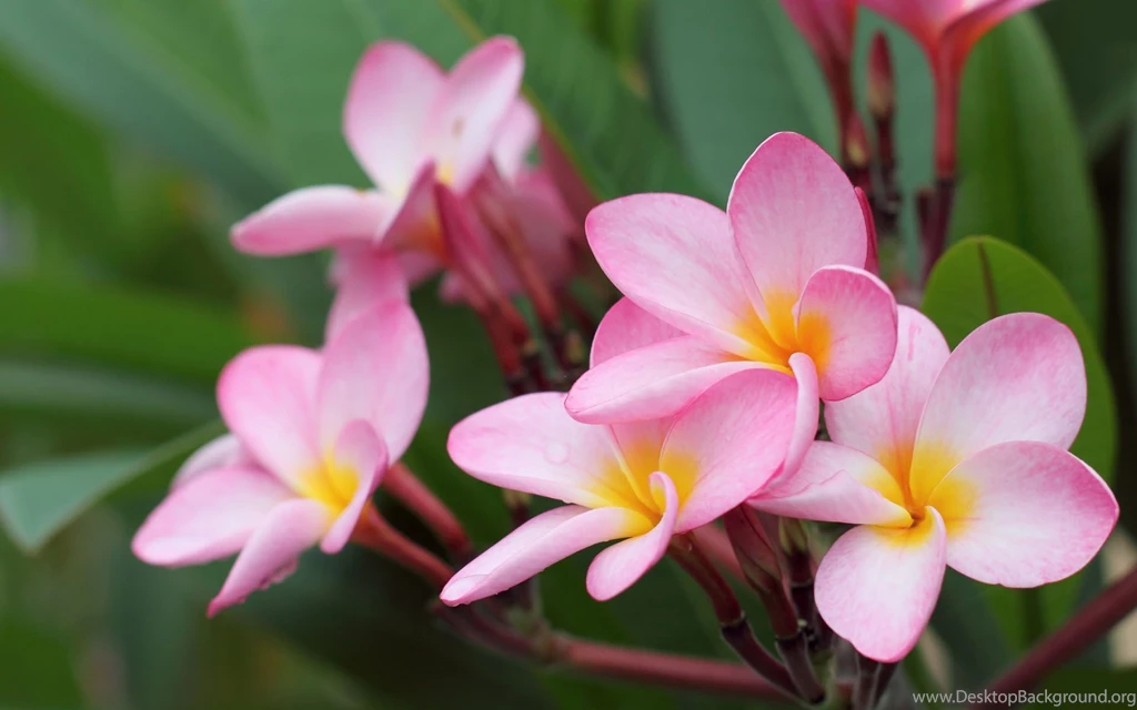 24 flower wallpaper.jpg