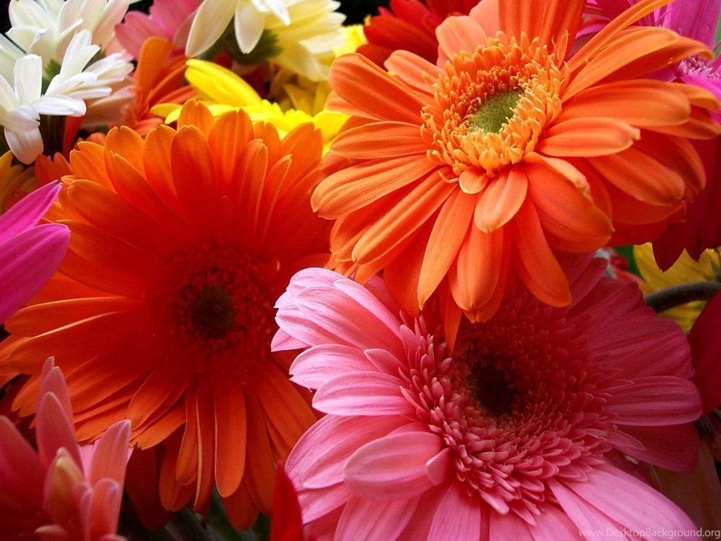 Beautiful Flowers Wallpapers For PC : PC Wallpapers