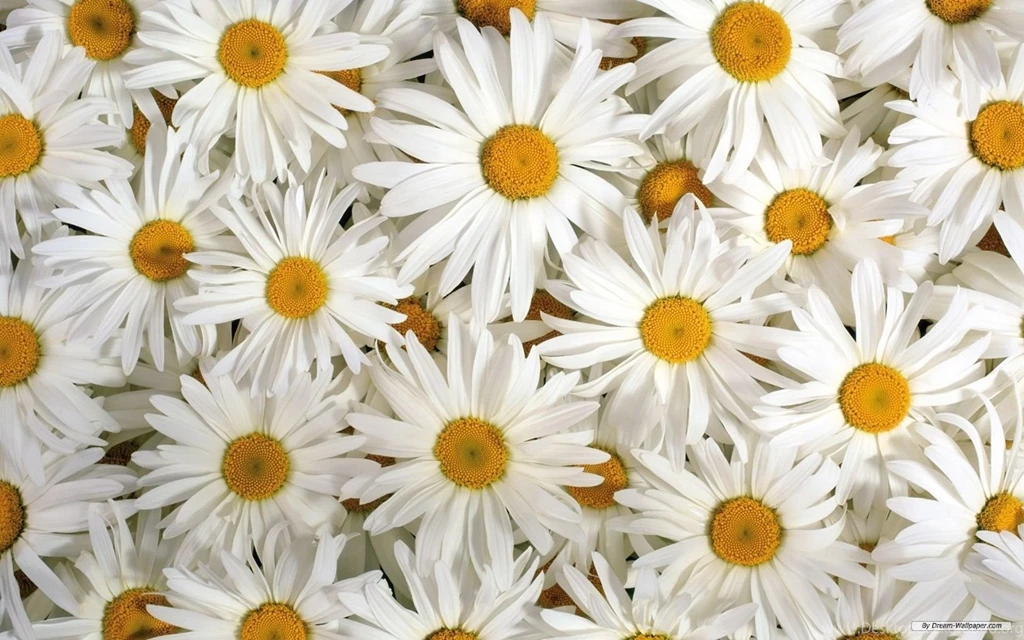 Free Wallpapers Free Flower Wallpapers Beautiful Flower ...