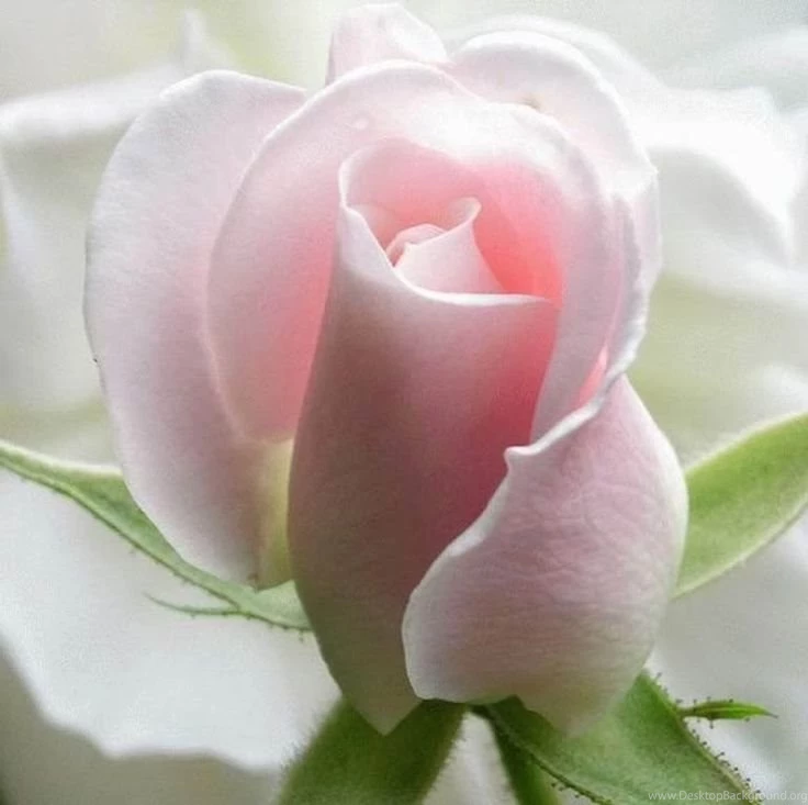 Image Detail For  ... Flower Wallpapers