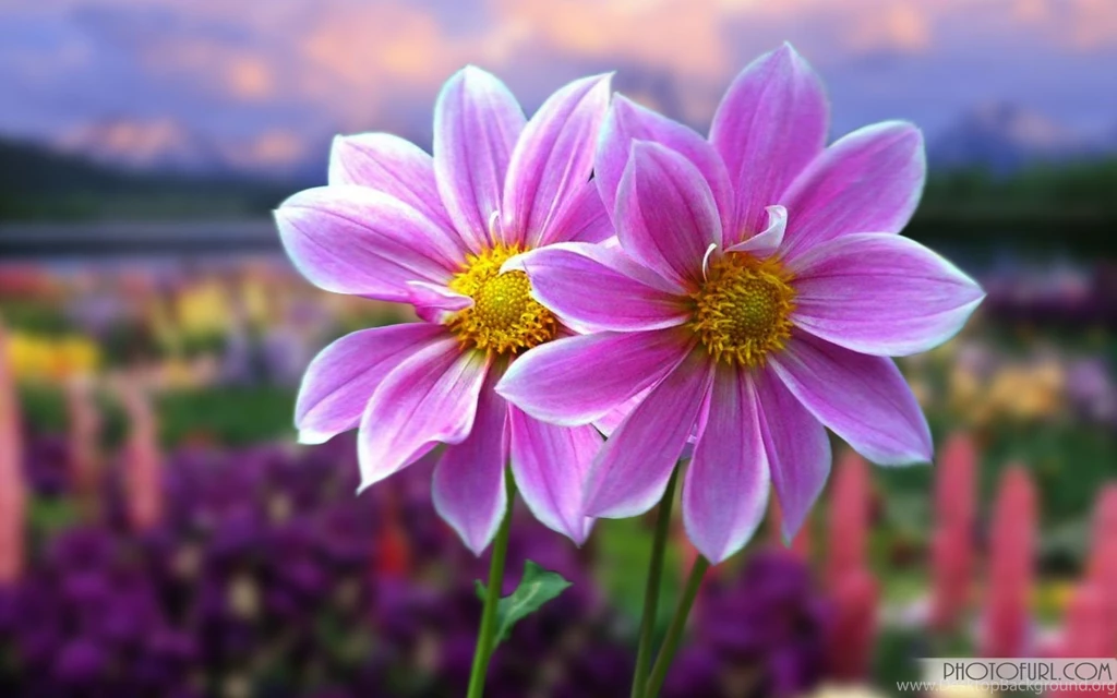 Gallery For Flowers Wallpapers For Computer