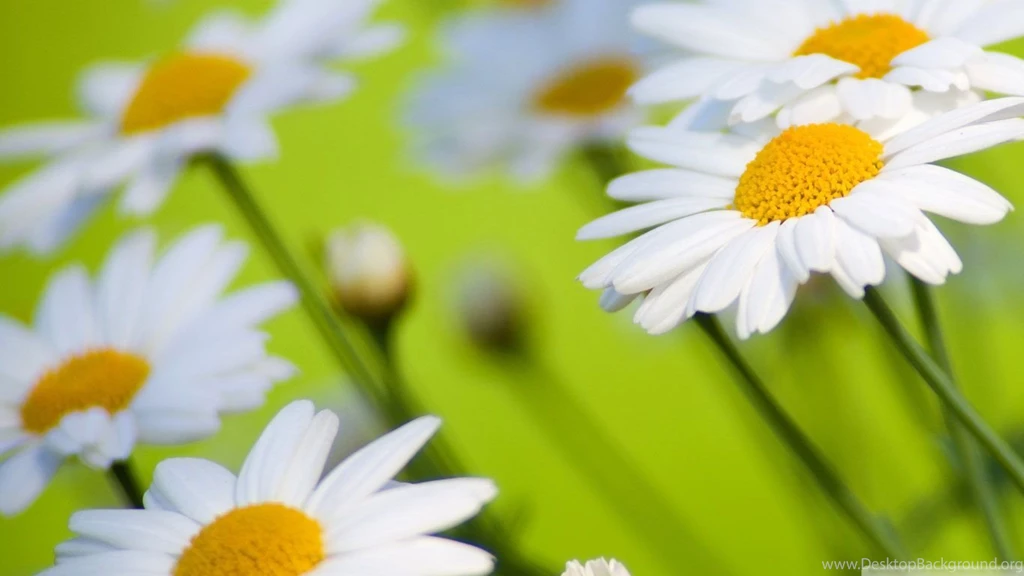 Beautiful Flower Wallpapers   AmusingFun.com