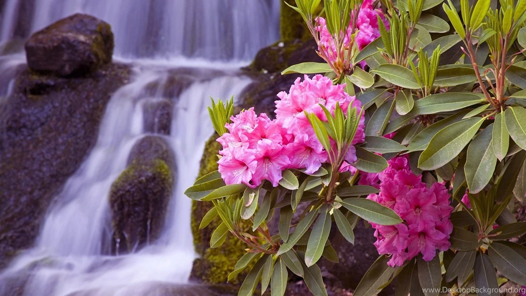Most_beautiful_flowers_wallpapers_free_download 1.jpg
