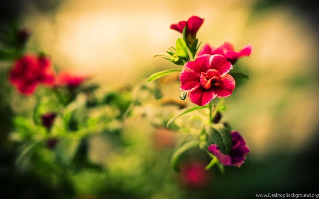 Beautiful Red Rose Love Wallpapers Hd