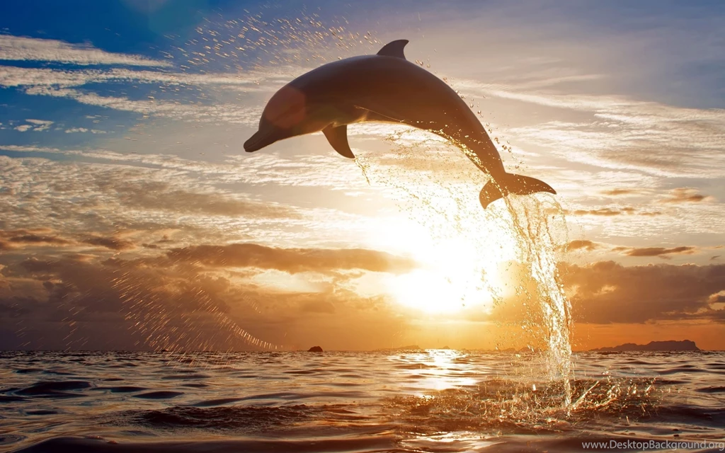 Dolphin Jumping Wallpapers HD Widescreen Wallpapers At GetHDPic.com