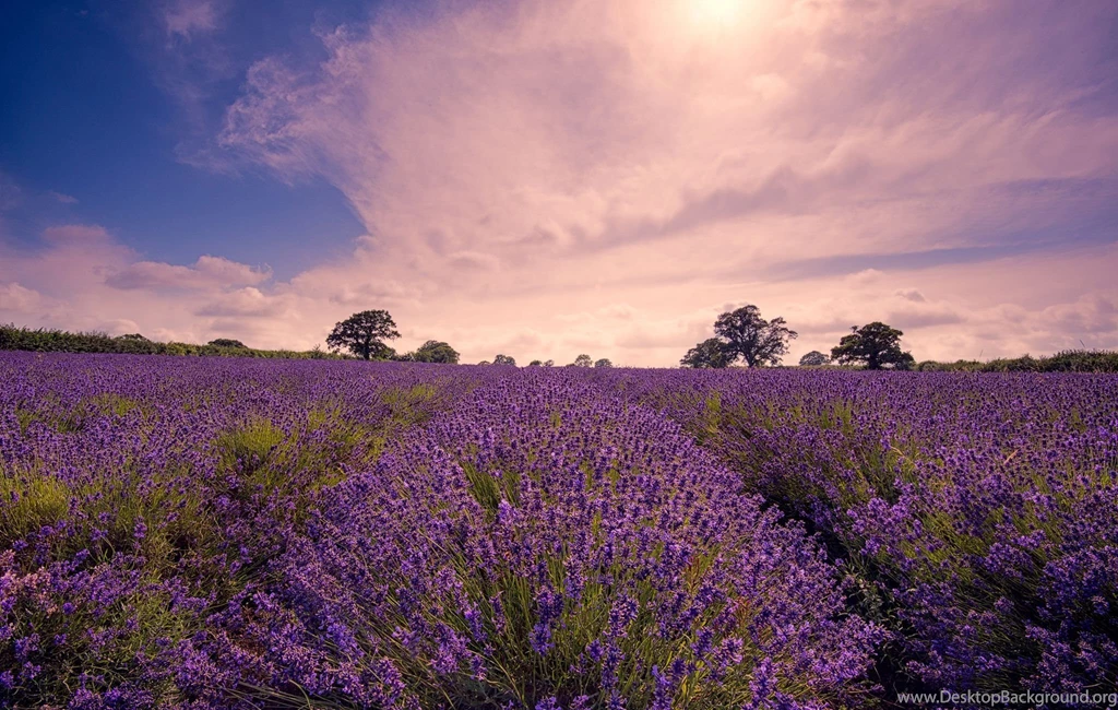 Flowers, Widescreen Images, Free Download Images, Sky, Fresh Air ...