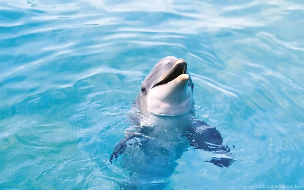 Dolphin Desktop Wallpapers