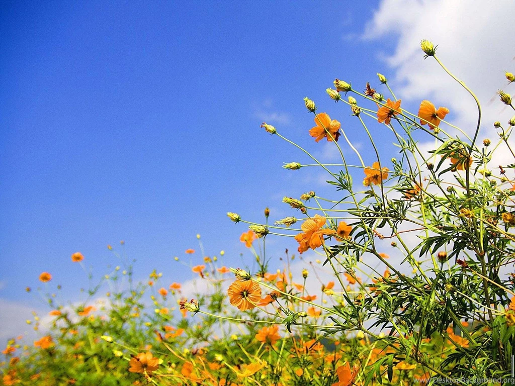 Funny Pictures Gallery Free Spring Wallpapers Free Spring ...