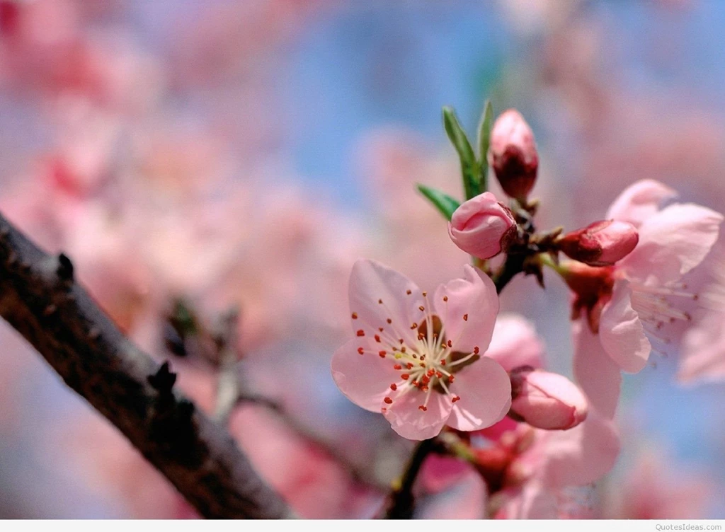 Wallpapers Spring New