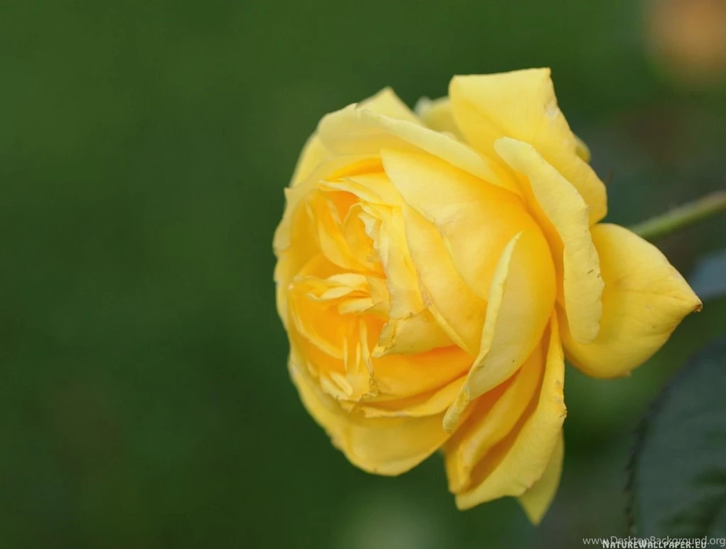 Free Spring Wallpapers 02 Photos Of Saving Money On Free Spring ...