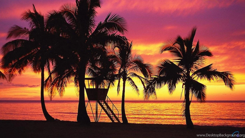 Download Wallpapers Palm Trees In Silhouette During Sunset On Oahu ...