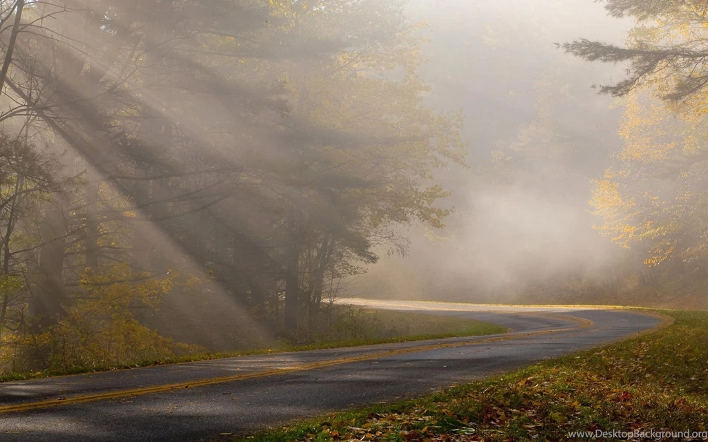 1920x1200 Foggy Forest Road Wallpapers