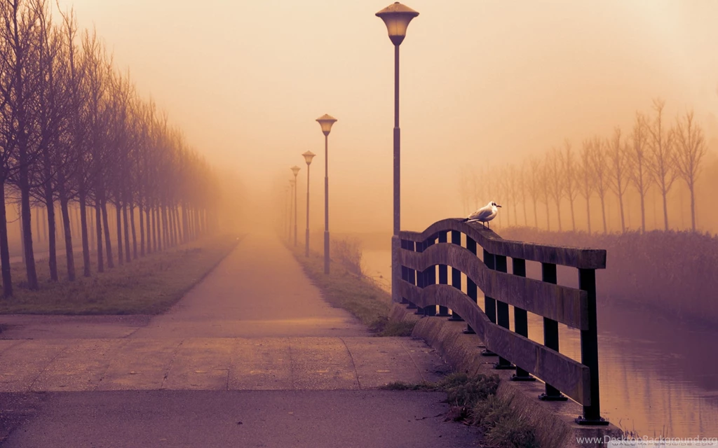 Foggy Fall Day Wallpapers Full HD [2560x1600]   Free Wallpapers Full ...