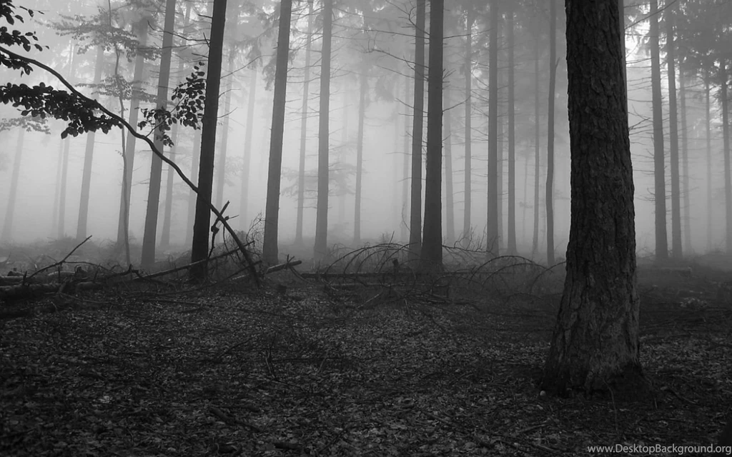 Foggy Way Hd Wallpapers