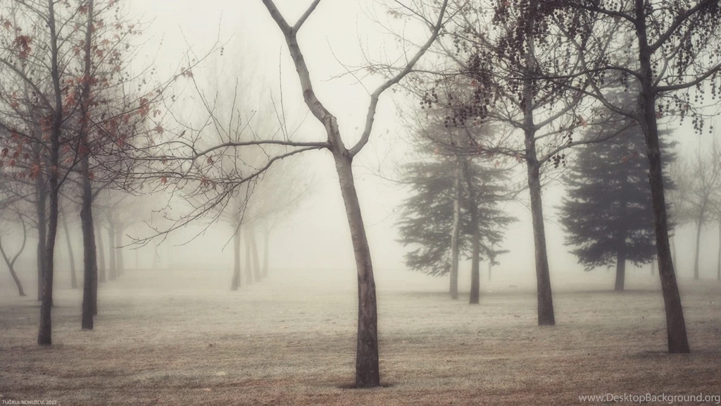 1920x1080 Foggy Autumn Forest Desktop PC And Mac Wallpapers