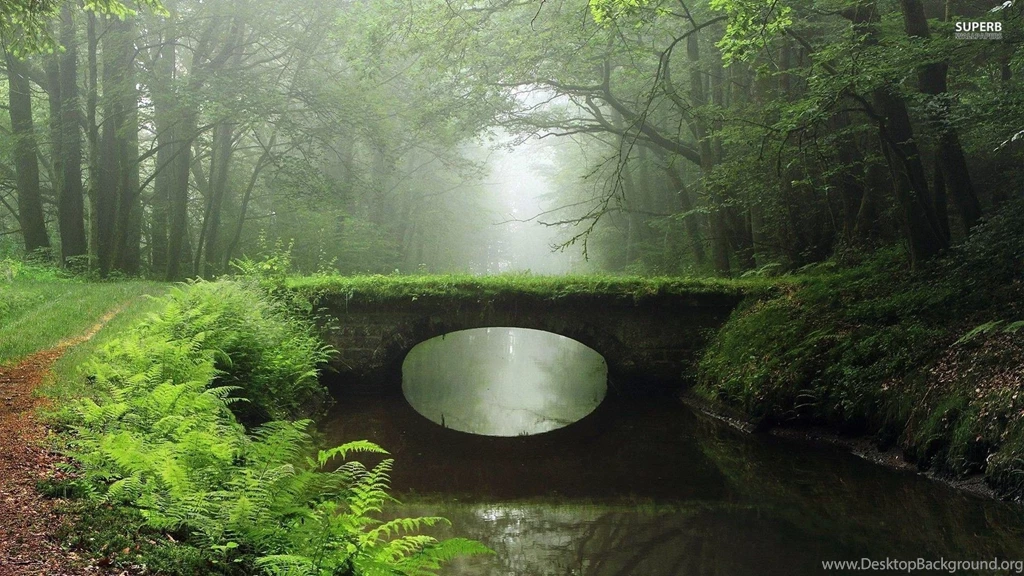 Overgrown Bridge In The Foggy Woods Wallpapers   Nature Wallpapers ...