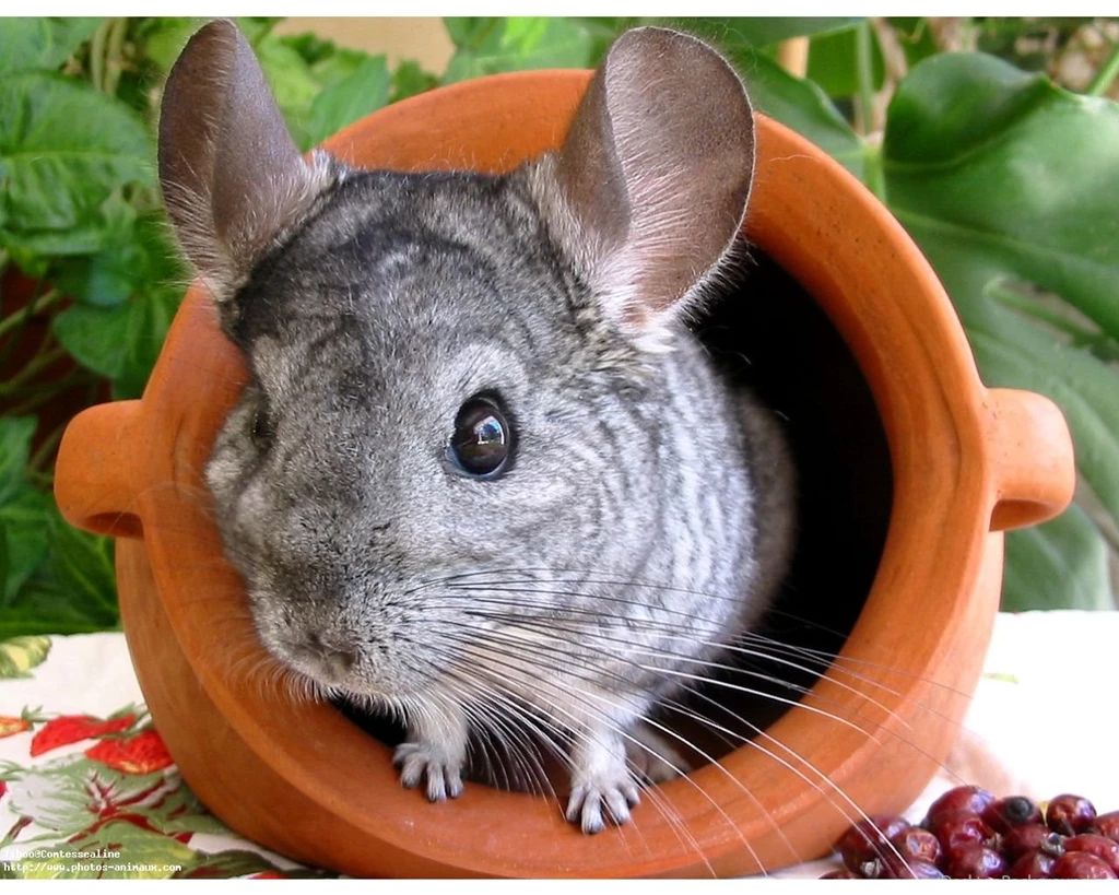 Gallery For Chinchilla Wallpapers