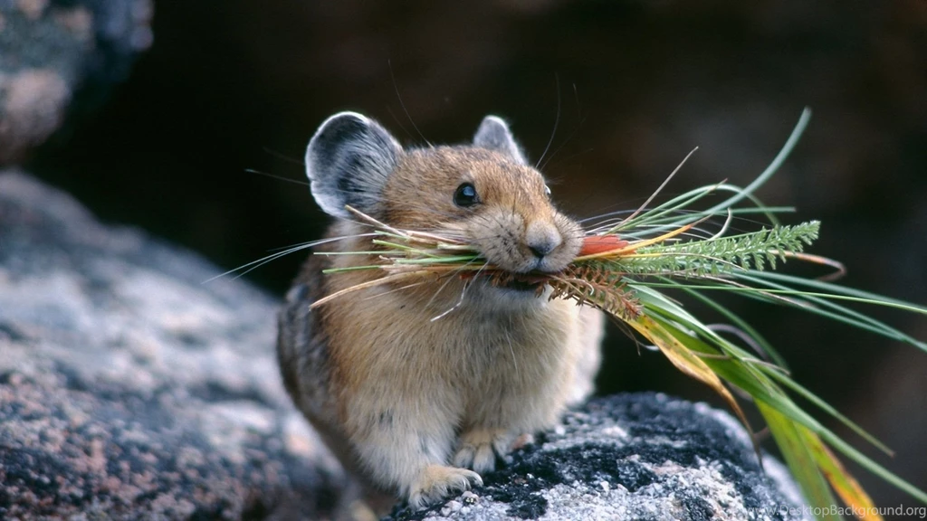 Full HD 1080p Chinchilla Wallpapers HD, Desktop Backgrounds 1920x1080