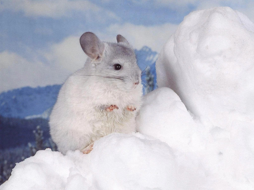 Chinchilla Wallpapers   Animals Town