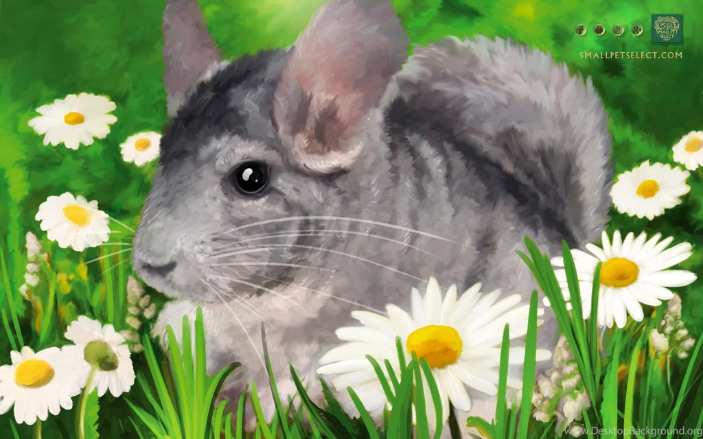 Chinchilla Wallpapers Screensaver   PC, Mac, Ipad & Mobile Phone