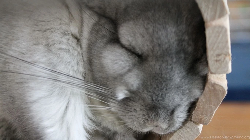 Laptop 1366x768 Chinchilla Wallpapers HD, Desktop Backgrounds 1366x768