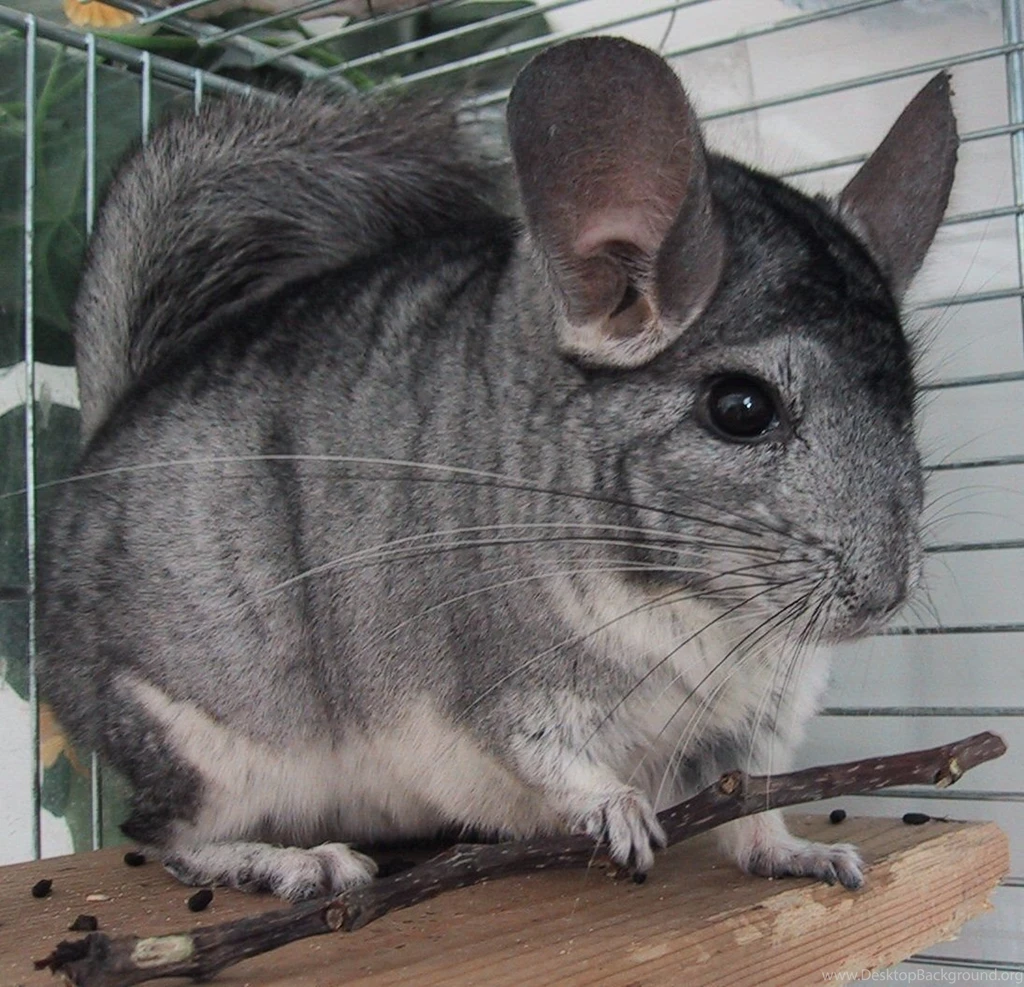 Baby Chinchilla Pictures Wallpapers HD Base