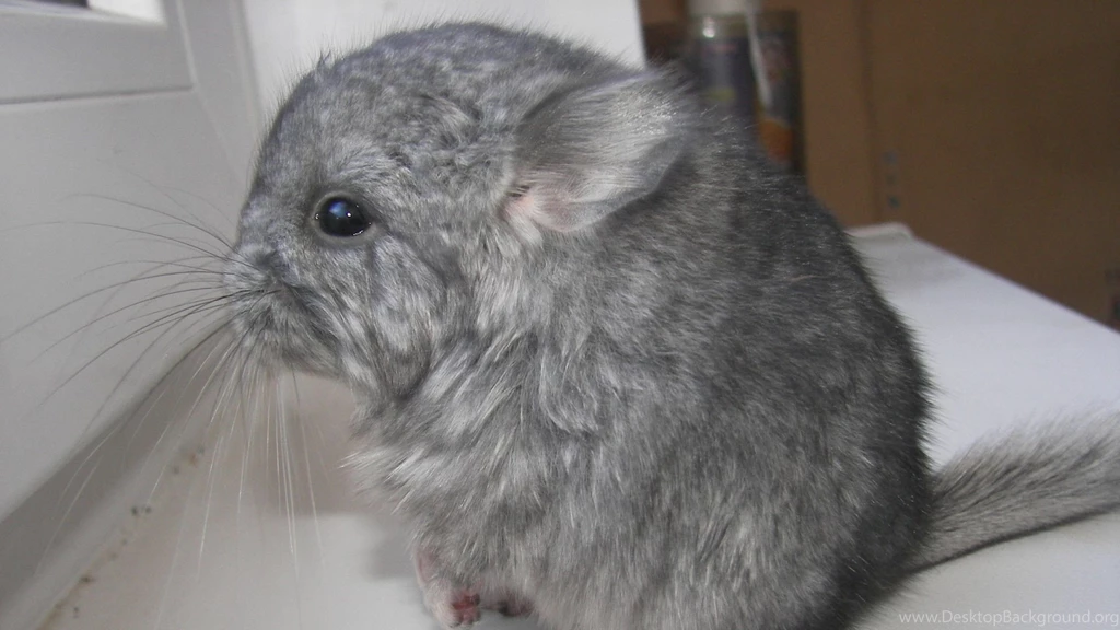 Download Wallpapers 2560x1440 Chinchilla, Gray, Furry, Animal Mac ...