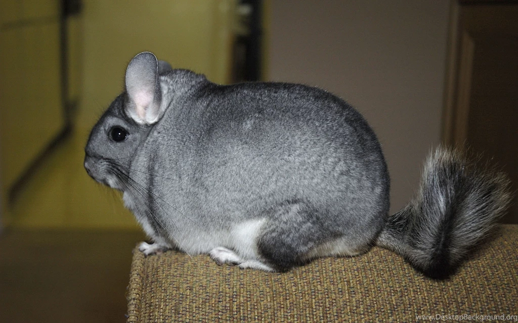 Download Wallpapers 3840x2400 Chinchilla, Tail, Fur, Beautiful ...