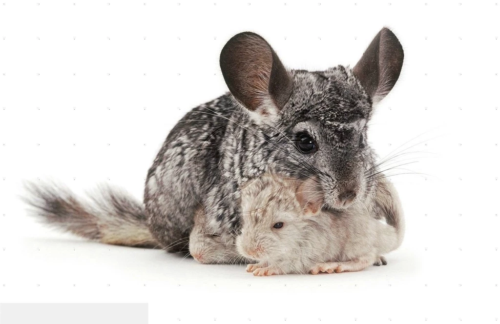 Other Chinchilla Cubs Animal Adorable Pet Cute Chinchillas White ...