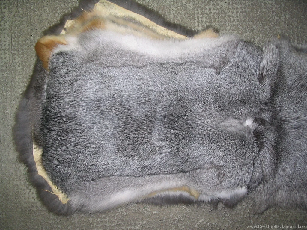 File:Rabbit Fur skin, Chinchilla Regular.jpg   Wikimedia Commons