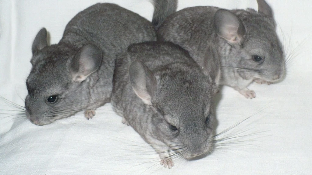 Full HD 1080p Chinchilla Wallpapers HD, Desktop Backgrounds 1920x1080