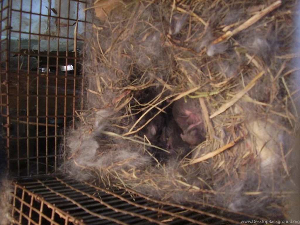 What Are Those Grey Rabbits?