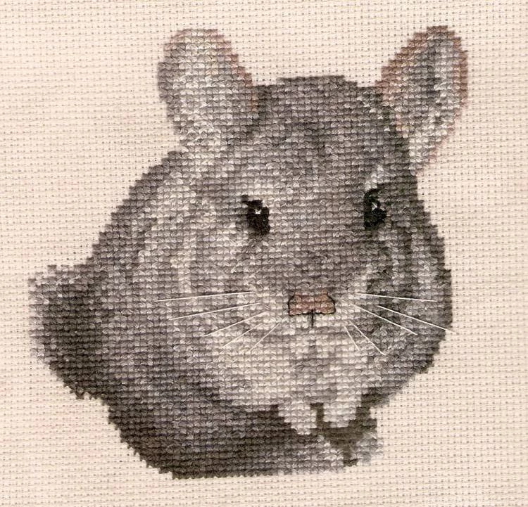 Mums Chinchilla By AmoAngelus On DeviantArt