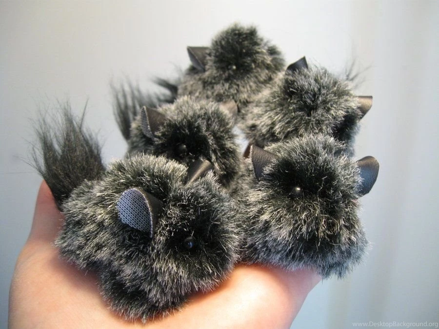 3 Of 5 White Mini Chinchillas By JitterBugBark On DeviantArt