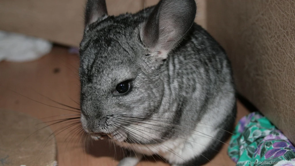 Download Wallpapers 1920x1080 Chinchilla, Beautiful, Legs, Animal ...