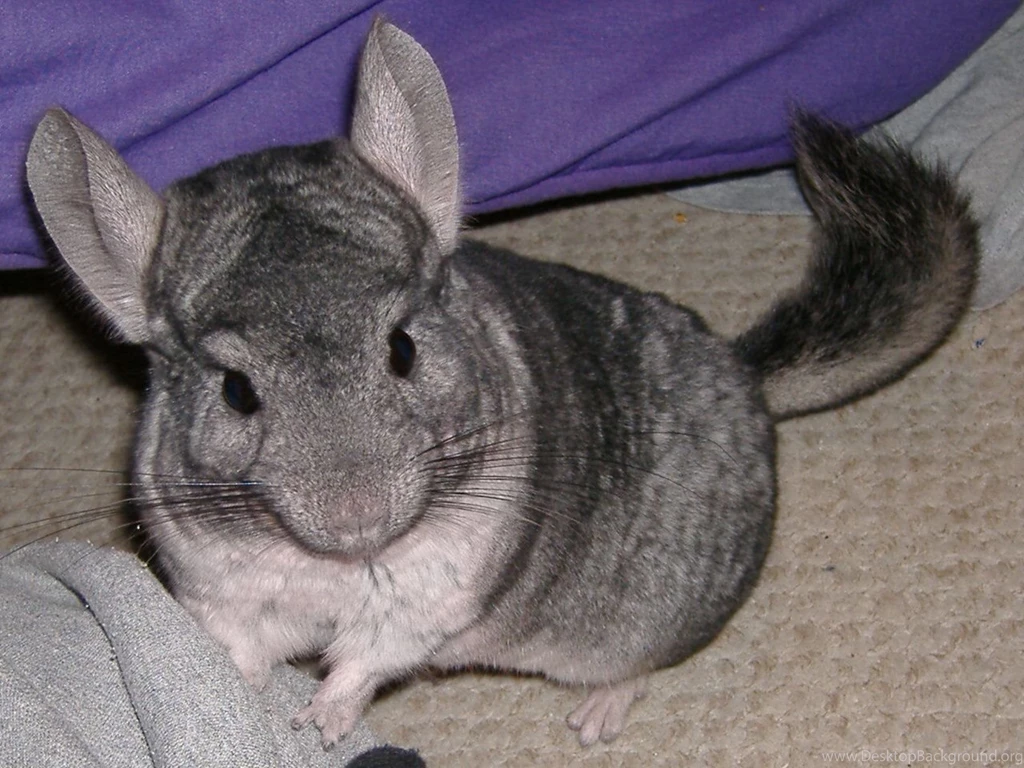 January 30th Chinchillas : SketchDaily